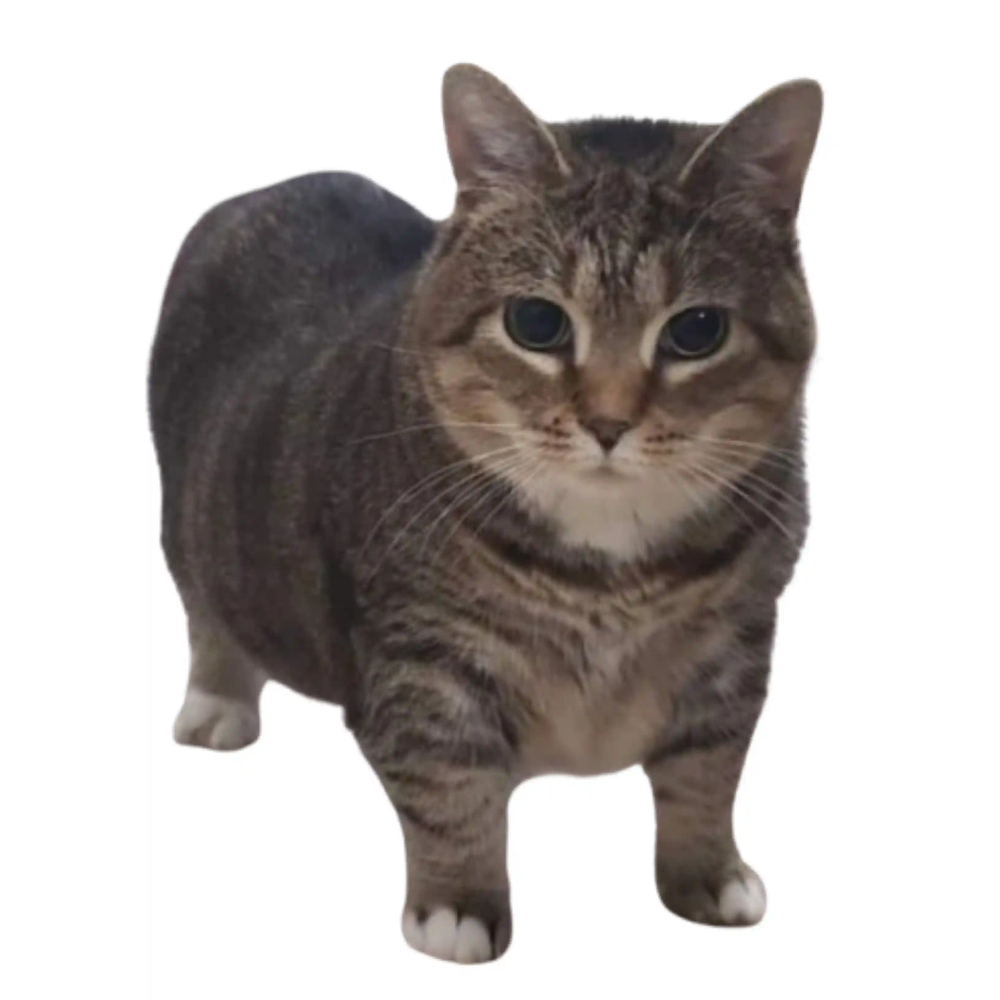 แมว