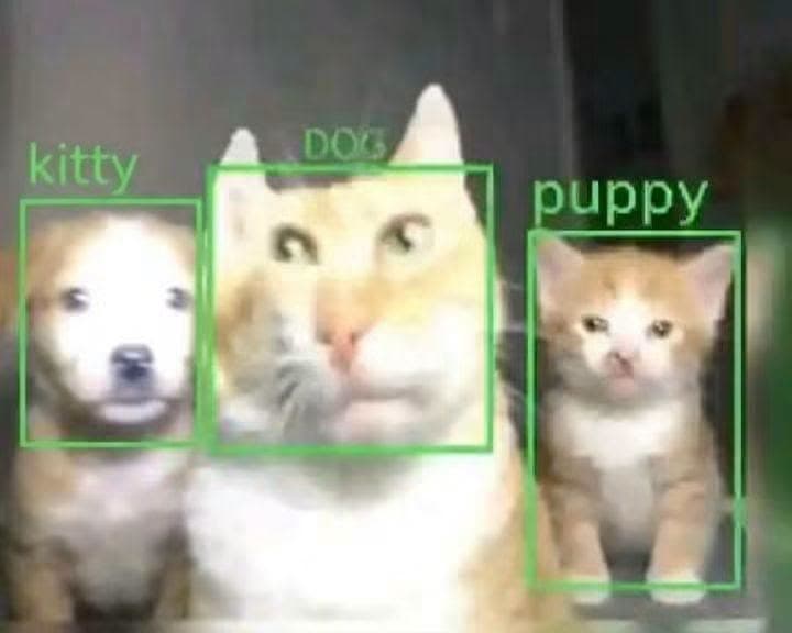 แมว